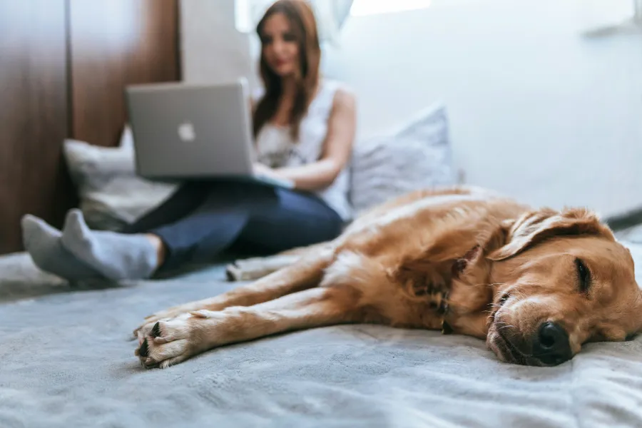 Kobieta siedząca na łóżku z laptopem, a obok niej śpiący złoty retriever.