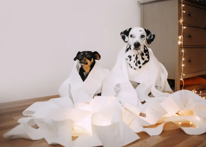 Na podłodze w mieszkaniu siedzą da psy. Dalmatyńczyk i kundel owinięte są górą papieru. 