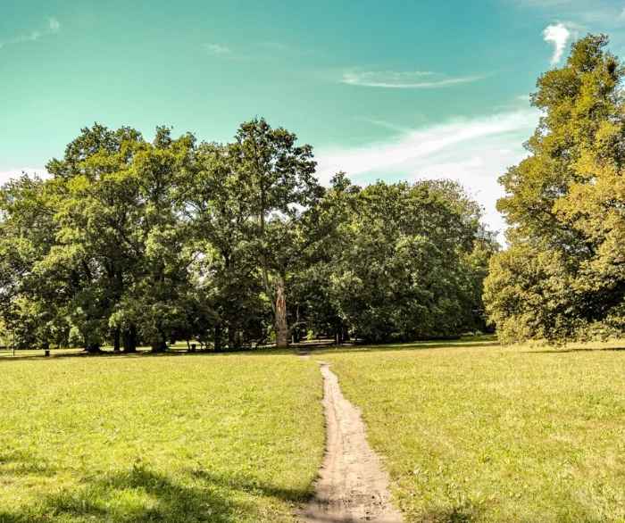 Ścieżka wiodąca przez wrocławski park, zadbany trawnik sięga aż pod linię zielonych drzew. 