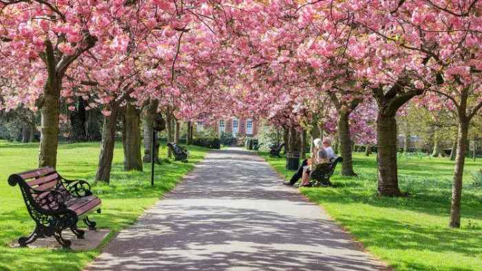 Park z kwitnącymi drzewami o różowych kwiatach. Pośrodku chodnik na który pada cień drzew. Wzdłuż chodnika zielony trawnik i ławki
