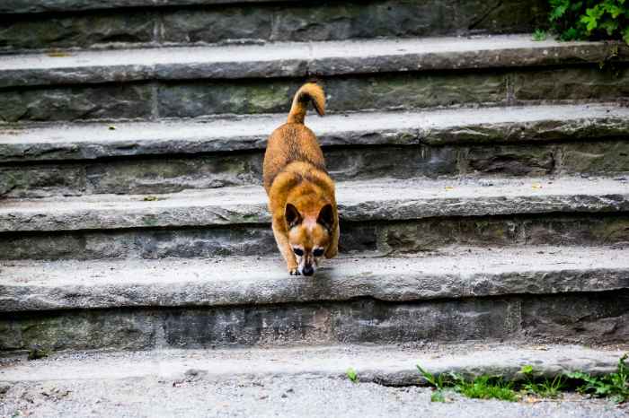 Mały pies z uniesionym ogonem idzie po kamiennych schodach