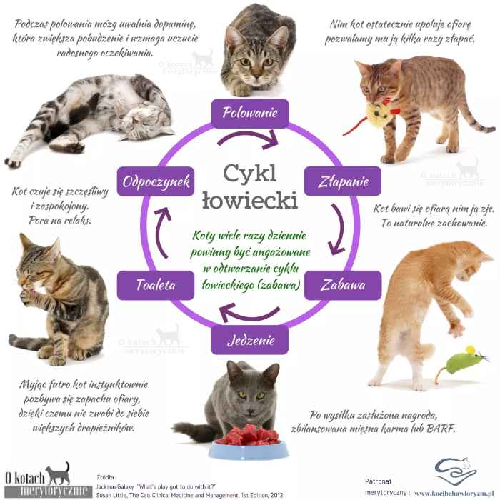 Kolorowy plakat w kształcie koła, opisujący cykl łowiecki kota. Każdy cykl zawiera krótki opis i zdjęcie kota. 