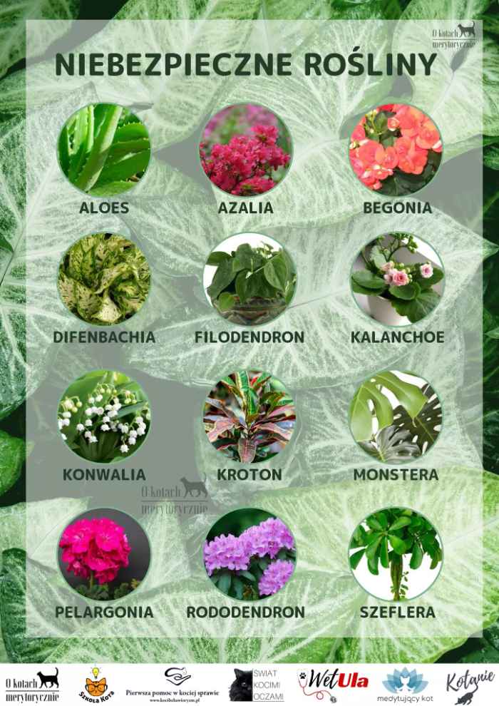 Zielona infografika z niebezpiecznymi roślinami. Na grafice wymieniony aloes, azalia, begonia, konwalia, kroton, monstera czy szeflera.