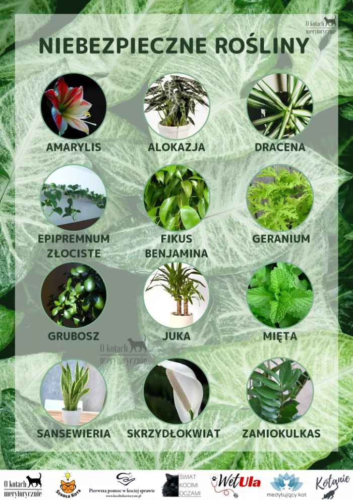 Czteroczęściowy plakat z niebezpiecznymi i bezpiecznymi dla koda roślinami domowymi. Każda część zawiera miniaturki ze zdjęciem rośliny i ich nazwę. 