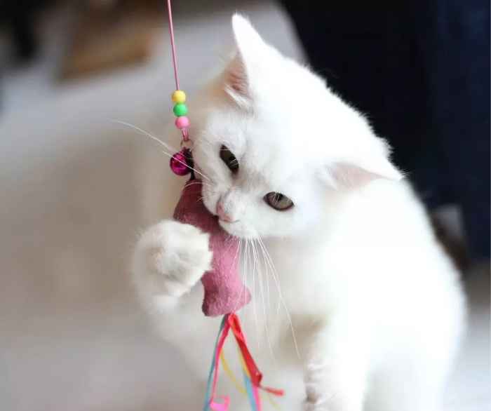 Biały kot gryzie różową zabawkę w kształcie ryby