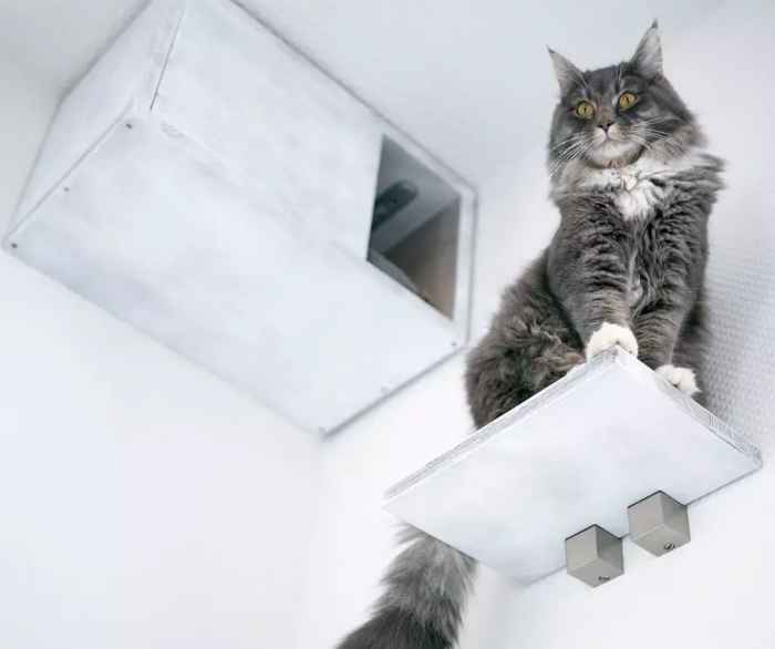 Na ścianie wiszą legowisko i półka dla kota. Na półce siedzi szary kot z długą sierścią. Cały pokój skąpany jest w bieli.