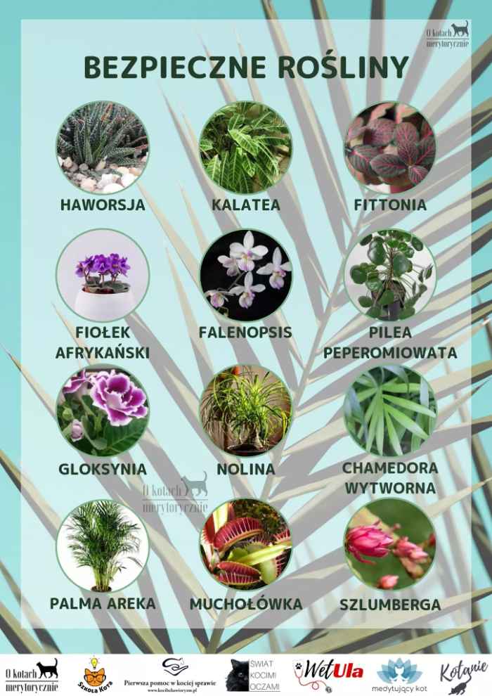 Niebieska infografika z bezpiecznymi roślinami. Na grafice wymieniona haworsja, kalatea, fiołek, nolina, muchołówka czy palma areka