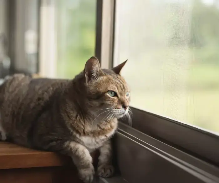 Na parapecie siedzi duży, brązowy kot. Obserwuje skupiony krajobraz miasta przez okno panoramiczne.