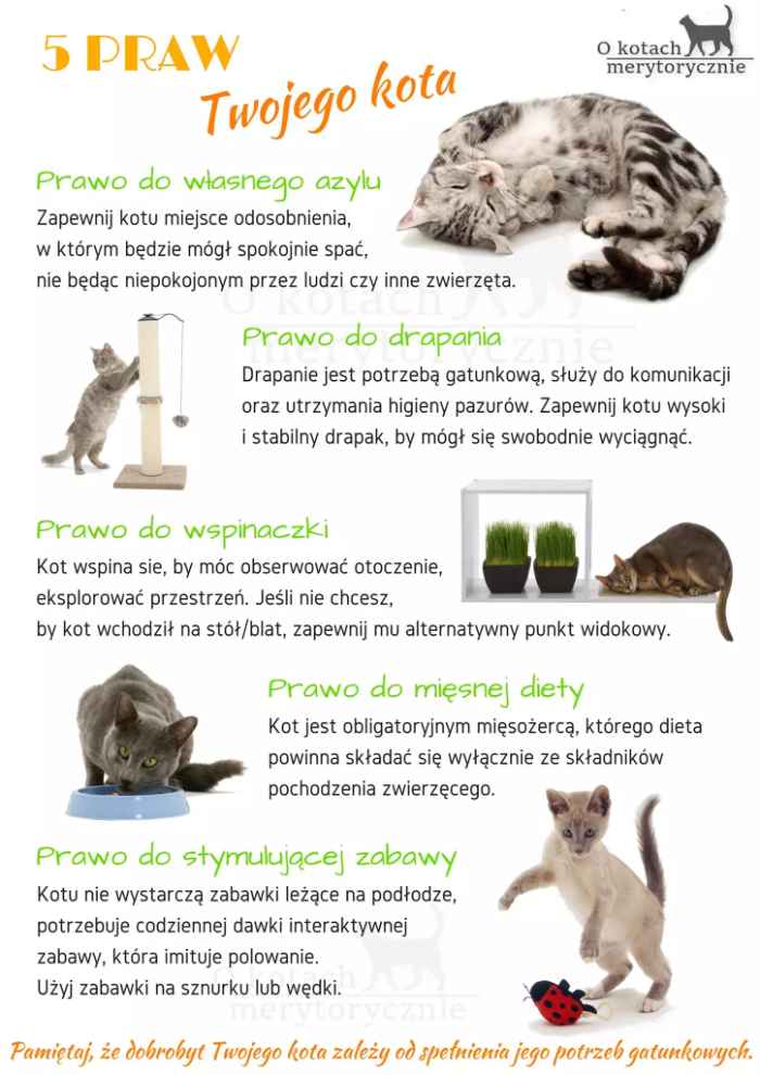 Plakat z pięcioma prawami Twojego kota. Przy każdym prawie umieszczony jest kolorowy opis i zdjęcie kota w trakcie różnych aktywności. 